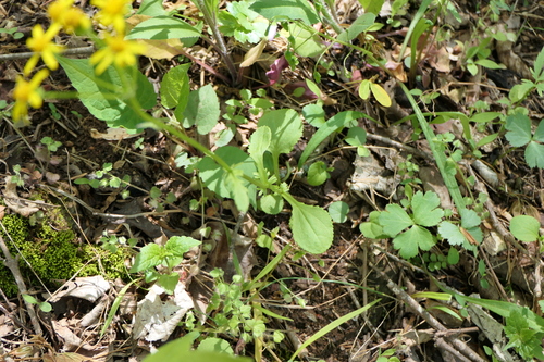 Packera obovata, photograph 4