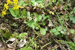 Packera obovata, photograph (c) botanygirl, some rights reserved (CC BY)