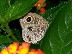 Ypthima angustipennis