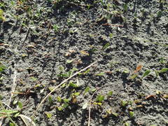 Anoteropsis litoralis