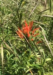Castilleja minor stenantha