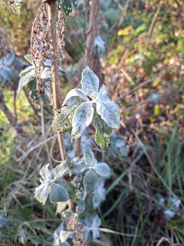Butterfly bush