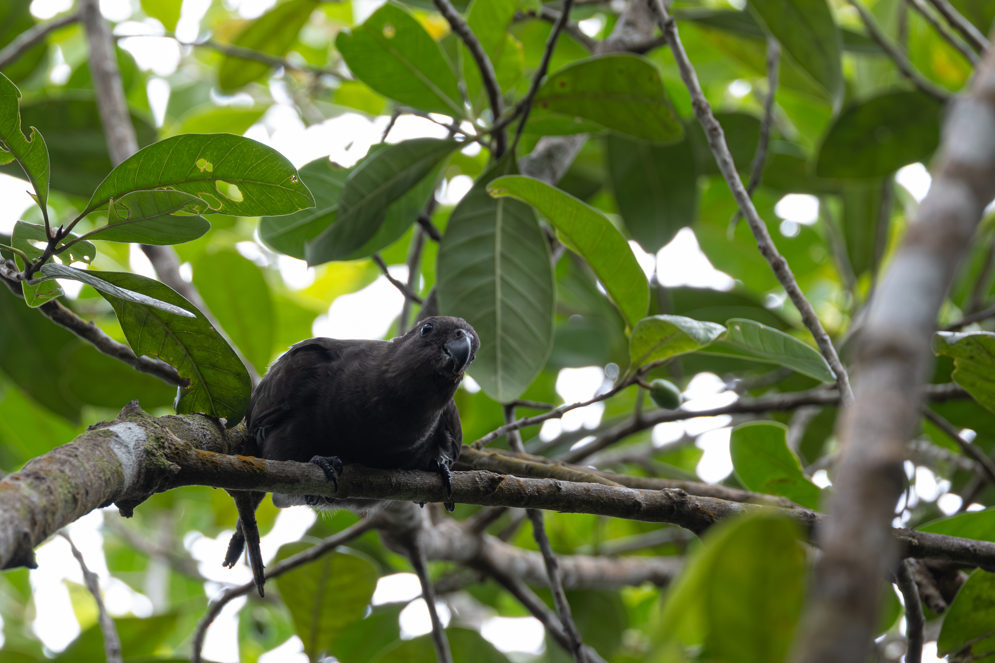 Seychelles Black Parrot (Coracopsis barklyi), photo 2