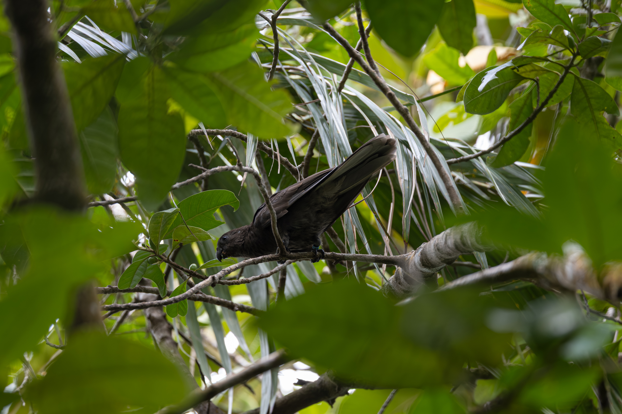 Seychelles Black Parrot (Coracopsis barklyi), photo 1