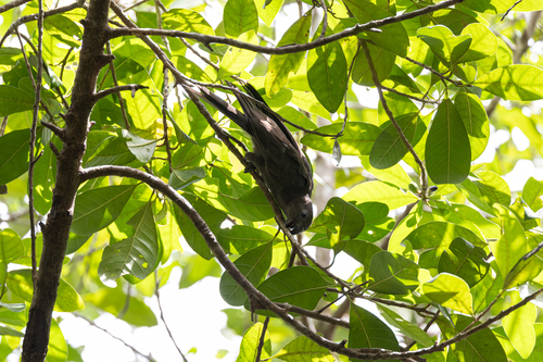 Seychelles Black Parrot (Coracopsis barklyi), photo 10
