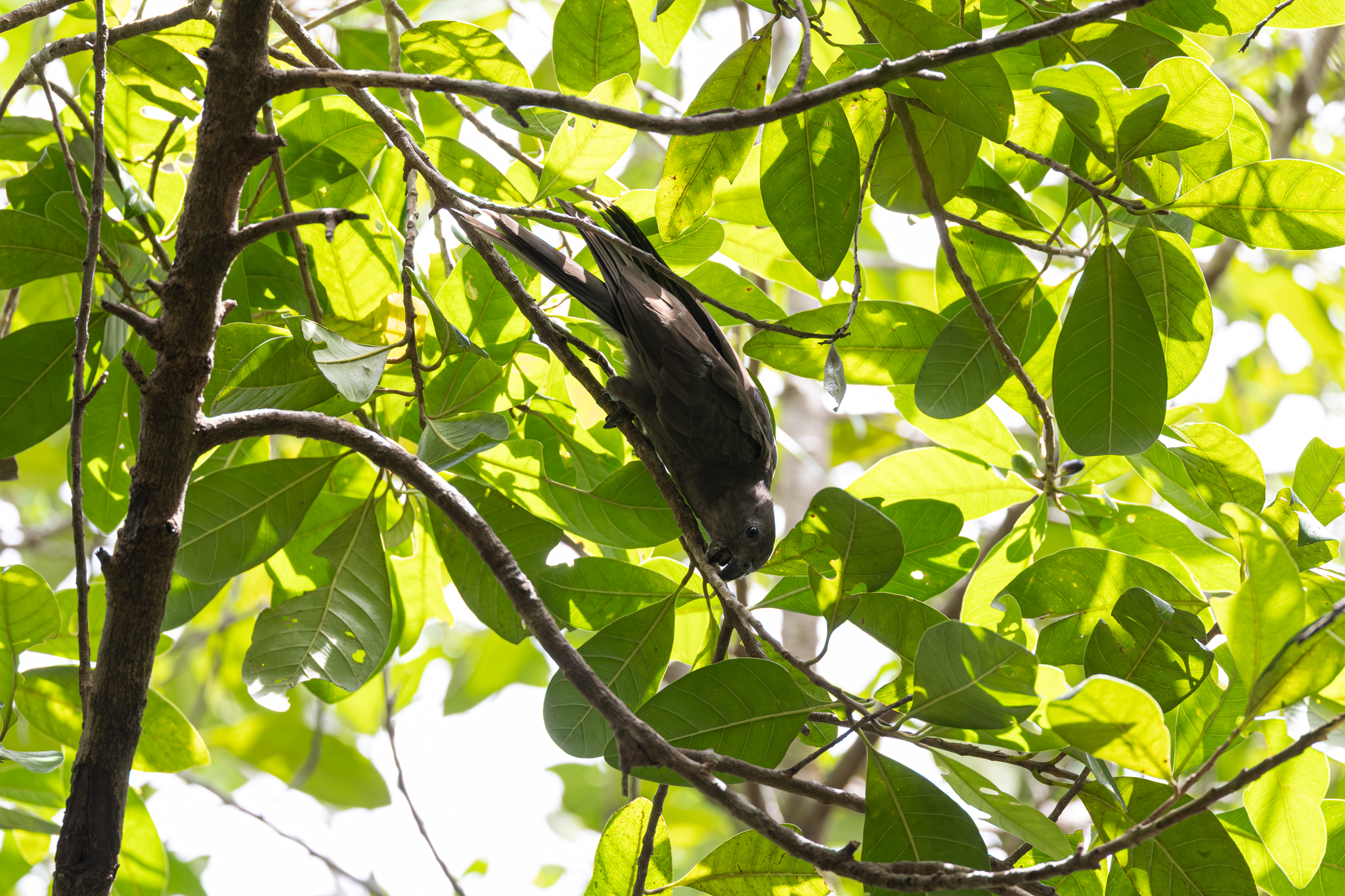 Seychelles Black Parrot (Coracopsis barklyi), photo 10