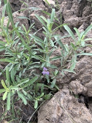 Dyschoriste linearis