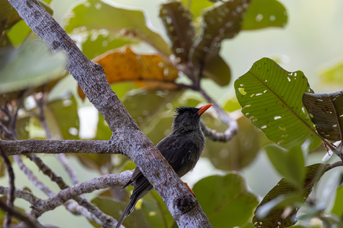 Seychelles Bulbul (Hypsipetes crassirostris), photo 2