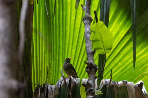Seychelles Bulbul (Hypsipetes crassirostris), photo 3