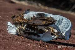 Arctocephalus galapagoensis