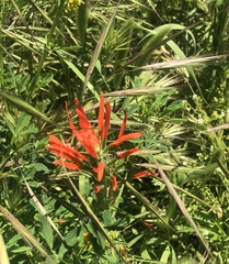Castilleja minor stenantha
