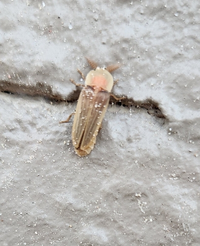 Pleotomus pallens photo 2