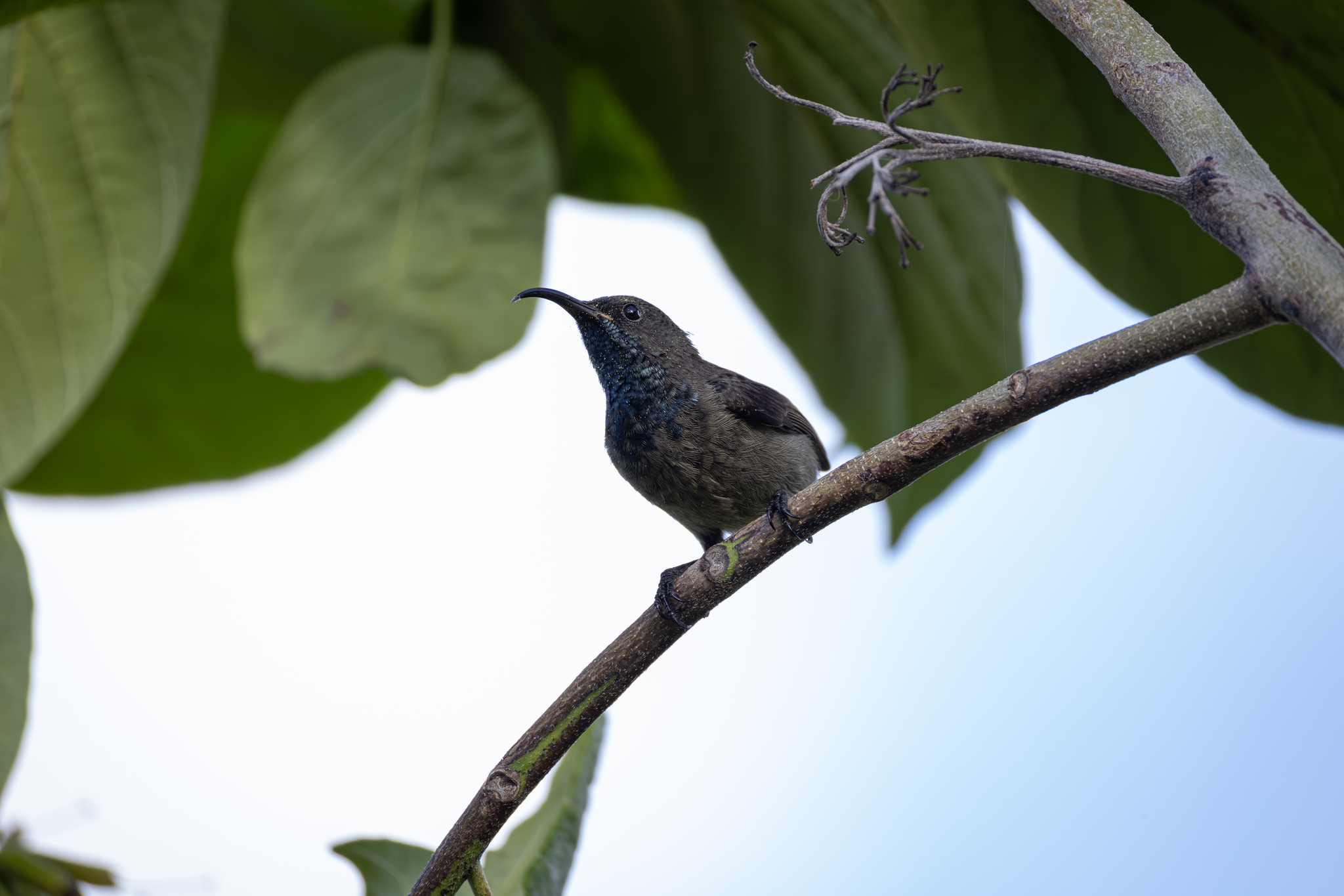 Seychelles Sunbird (Cinnyris dussumieri), photo 3