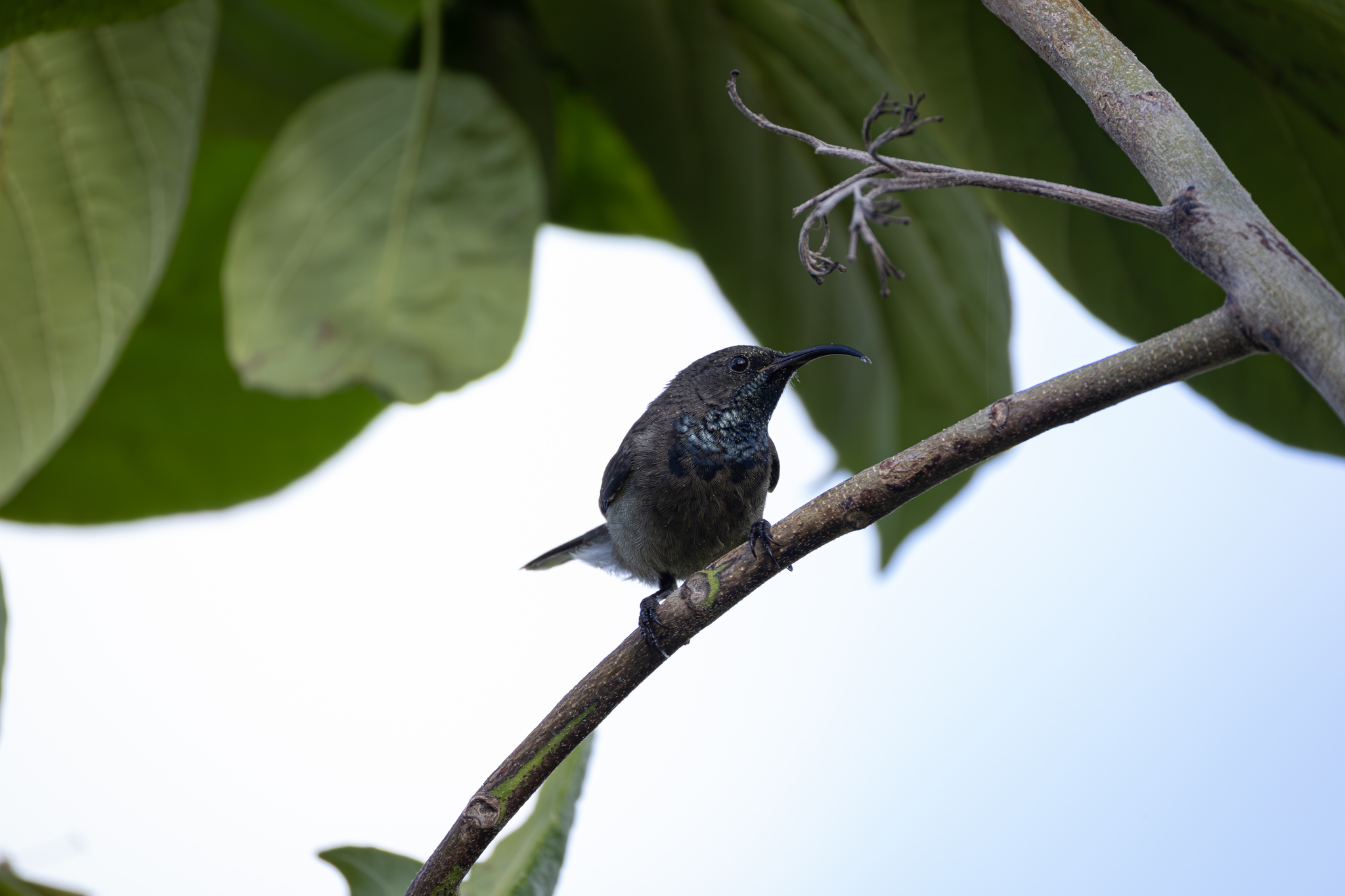 Seychelles Sunbird (Cinnyris dussumieri), photo 4