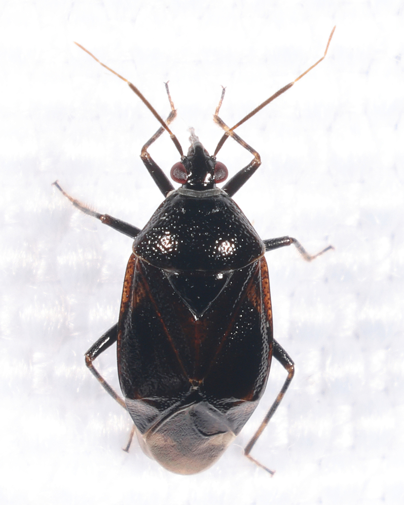 Deraeocoris betulae