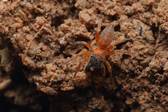 Cyrba ocellata