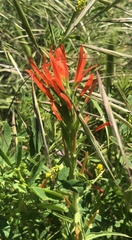 Castilleja minor stenantha