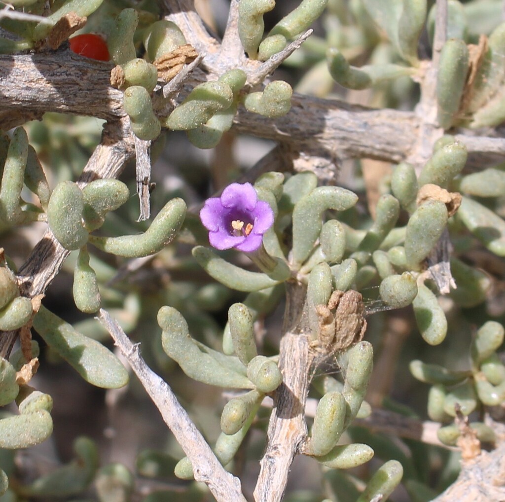 Lycium intricatum; photograph (c) Lídia Carrera, some rights reserved (CC BY)