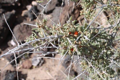 Lycium intricatum, photograph 4