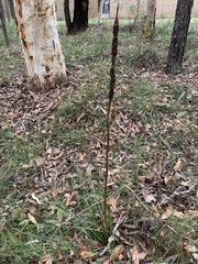Xanthorrhoea minor minor