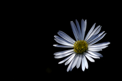 Brachyscome paludicola