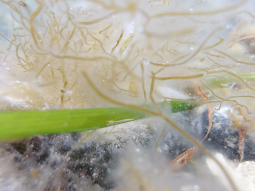 Haplogloia andersonii, 2026-07-01