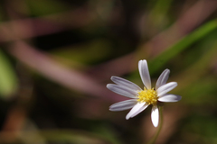 Brachyscome graminea