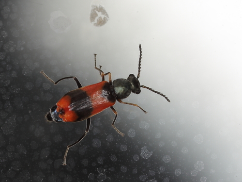 Eurasian Red-and-black Melyrid