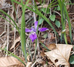 Iris rossii