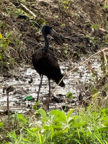 iNaturalist image