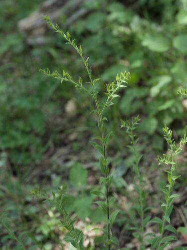 Linum viscosum, photograph 3