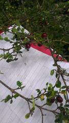 Coprosma rhamnoides