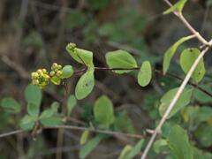 Lonicera etrusca, photograph (c) Daniel Cahen, some rights reserved (CC BY)