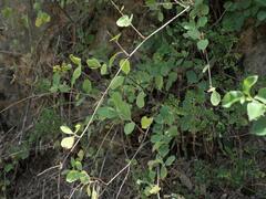 Lonicera etrusca, photograph (c) Daniel Cahen, some rights reserved (CC BY)