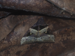Avatha bubo