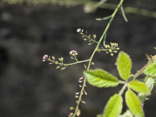 Grassleaf pepperweed (Lepidium graminifolium)