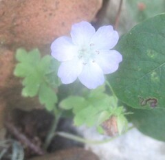Nemophila phacelioides