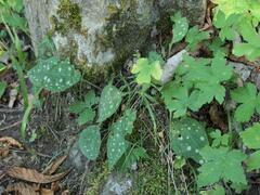 Lungwort (Pulmonaria saccharata)