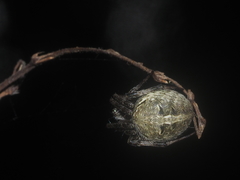 Neoscona nautica