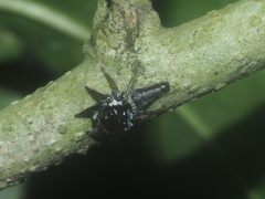 Ptocasius weyersi