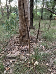 Xanthorrhoea minor minor