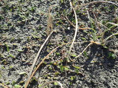 Anoteropsis litoralis