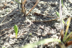 Anoteropsis litoralis