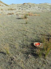 Anoteropsis litoralis