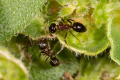 Notoncus ectatommoides