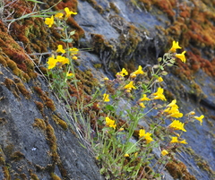 Erythranthe microphylla