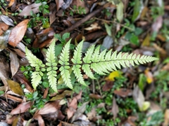Athyrium arisanense