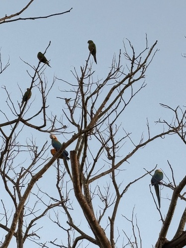 Blue-and-yellow Macaw