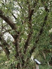 Ficus subpisocarpa