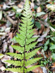 Athyrium arisanense